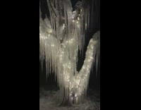 Long icicles hang from tree branches 