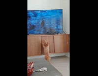 Brown dog try to reach TV Skyrim