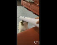 So we decided to get a dog