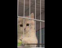 Small kitten grabs cat toy