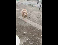 Girl feed tortilla to brown sheep backyard
