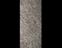 Insect crawl on carpet jump suddenly vanish