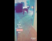 Dog asserts dominance doesnt listen