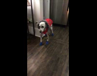 Dalmatian Stands In Red Jacket and Blue Socks