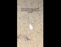 Mom sees press on nail on floor 