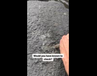 Man Mines Rocks for Fossils at Beach