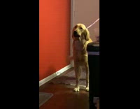 Dog bites toy tied to leash and gets stuck next to door