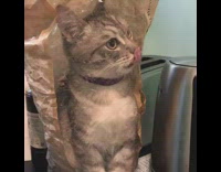 Grey cat brown paper bag clear panel 