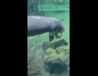 Manatee eat lettuce swim underwater at zoo