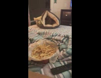 Collab Clips mpugc - Serving dog inside of house fries aggressive