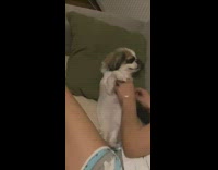 Girl pets small dog couch green pillow 