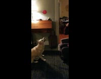 Collab DailyDoseOfInternet - White pet dog plays with pink balloon