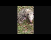 Opossum with babies stuck in net rescued