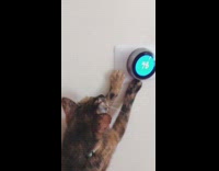 Brown kitten adjusts temperature in house 