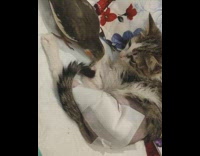 Brown bird pecks kitten cat white gauze 