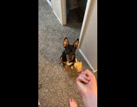 Woman flips off dog with tiny silicone hand 