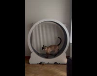 Cat meows after exercise on cat wheel