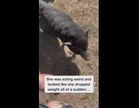 Collab BitchMP - Black pig shows owner 9 baby pigs in pen 