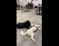 Two dogs orange scarf plays inside shop