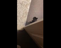 Collab PLC - Kitten gets scared by owner behind door
