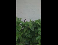 Small brown dog looks over green plant 