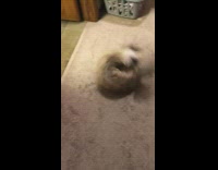 Tiny Dog Chases its Tail in a Circle 
