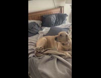 Dog angry at hooman when he stops massage gun 