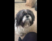 Woman introducing herself to her dog