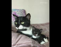 Collab PLC - Black white cat lays with kitten bed 