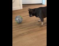 Dog look at hamster roll inside ball