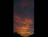 Collab PubityPets - Birds Fly in Sunset Sky with Clouds