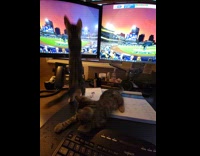 Collab DailyDoseOfInternet - Two kitten plays with dual screen monitor