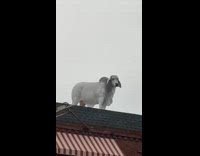 Collab WINY - White cow statue on top of  building white car in front