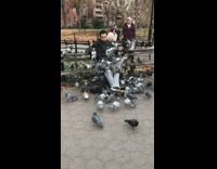 man surrounded by pigeons on park bench