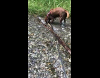 Pet dog lifts the tree branch and snaps in the river
