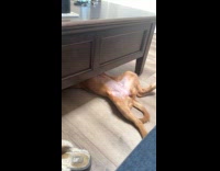 Dog underneath coffee table looks like fixing car 