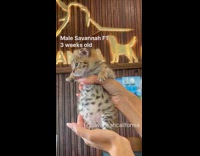 3 weeks old F1 savannah male kitten