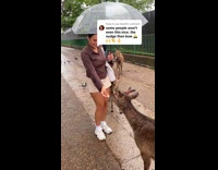 Deer nudges woman for treat
