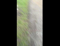 Guy picks up possum by tail and carries it 