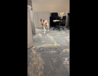 Collab Clips MPUGC - Woman plays with office dog 