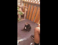 Black dog spin scratch butt on carpet.