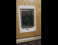 black dog sticking head in dog door consistently 