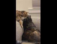 Dog and cat are best of friends 
