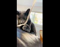 Grey cat bites white string black couch 