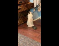 White cat scratching on wood shelf drawer 