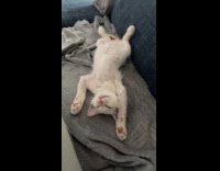 Kitten sleep lay on back on blanket