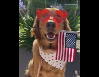Golden retriever dog american flag heart sunglasses 