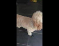 Brown curley haired dog runs at camera with black socks on