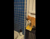 Cat obsessed with shredding toilet paper