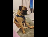 Pug tries not to fall asleep on couch 